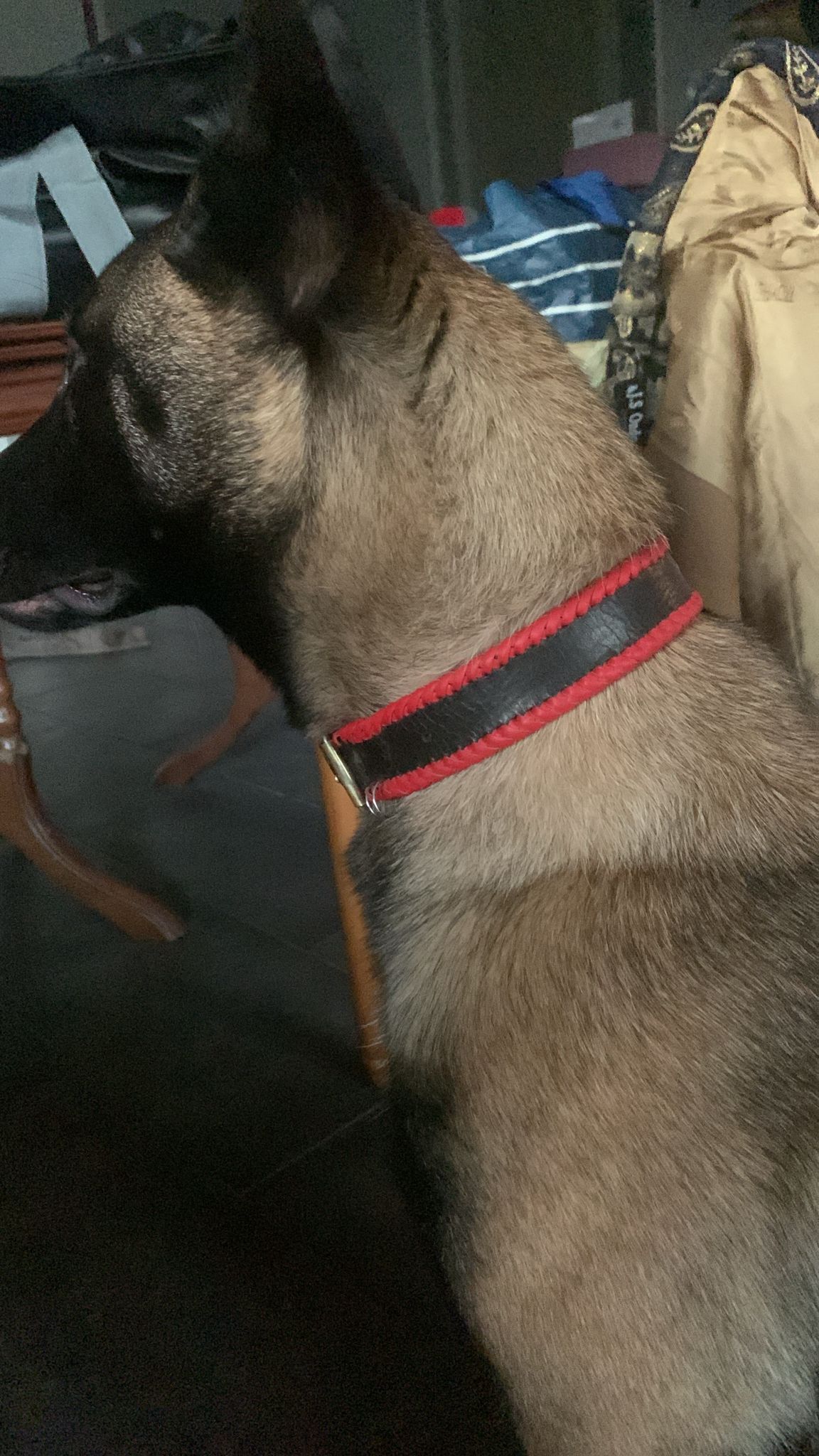 Fotografía de Collar para perro